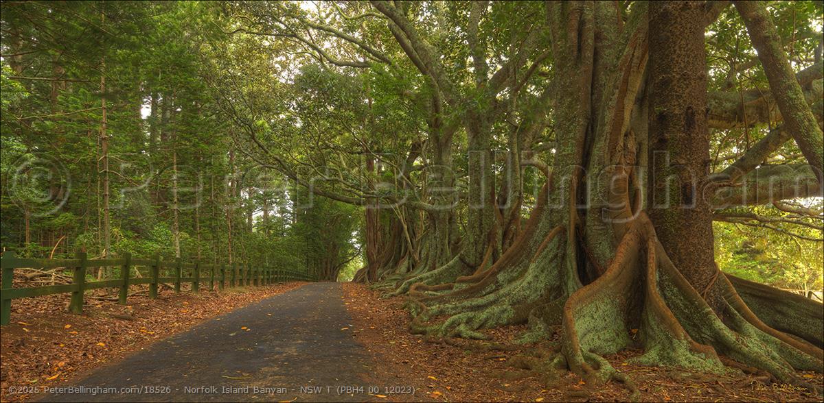 Peter Bellingham Photography Norfolk Island Banyan - NSW T (PBH4 00 12023)